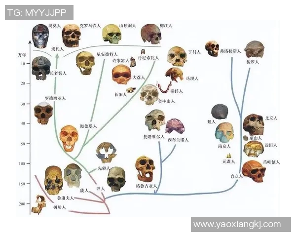巴西猿人与松恩视频的精彩对决揭示人类进化的奥秘与争议